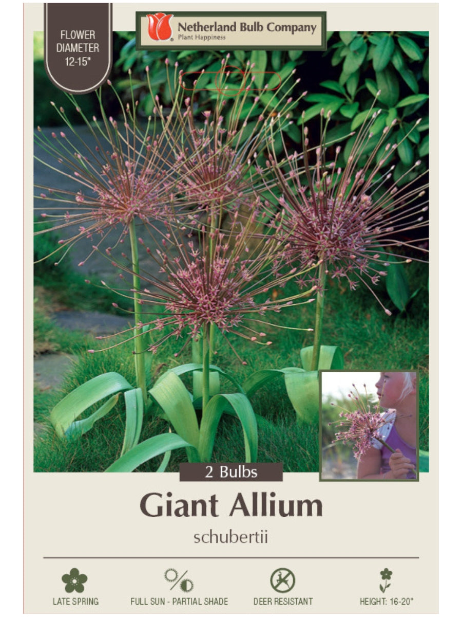 Allium 'Schubertii' - Bulb Pack
